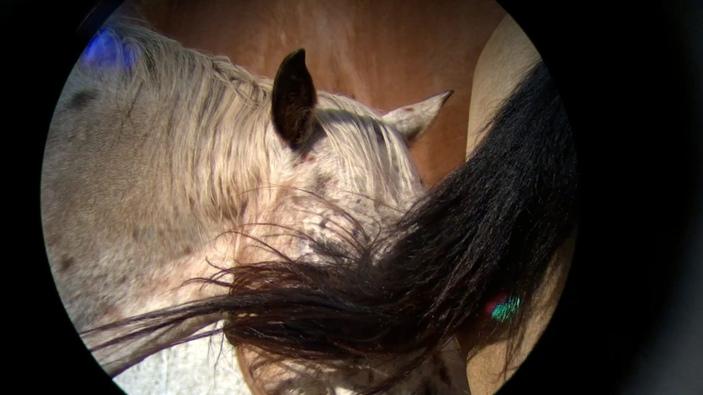 Berlin 2023 – Horse&nbsp;Opera